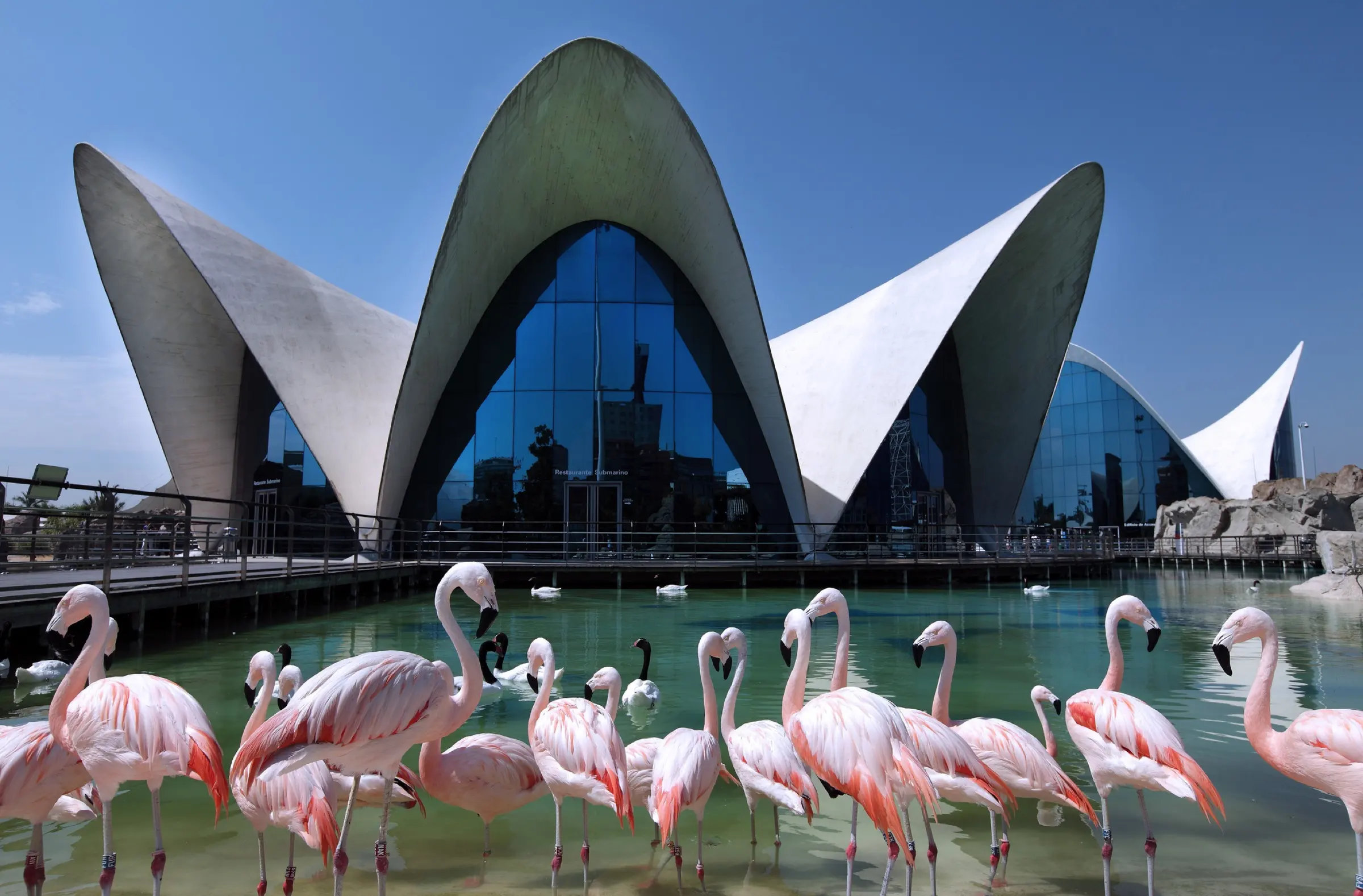 Oceanogràfic Valencia