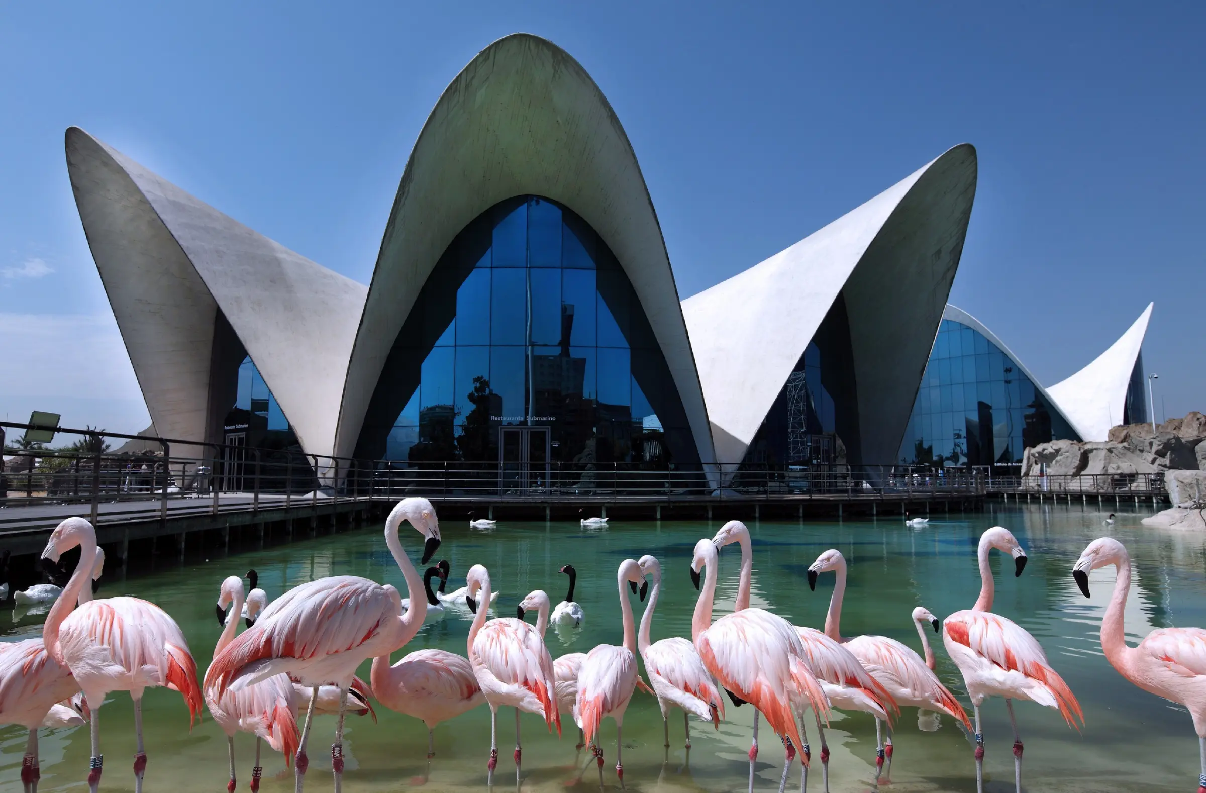 Oceanogràfic Valencia
